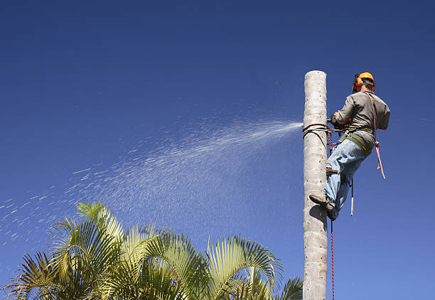  Tres Arroyos, NM Tree Services Pros